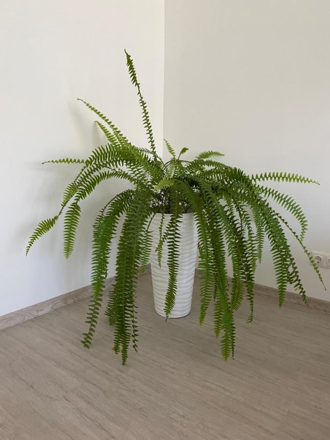 Centra Apartamenti Alūksne Exteriér fotografie